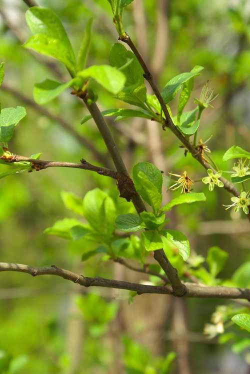 tree  branch  kidney