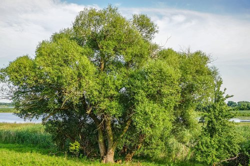 tree  nature  landscape