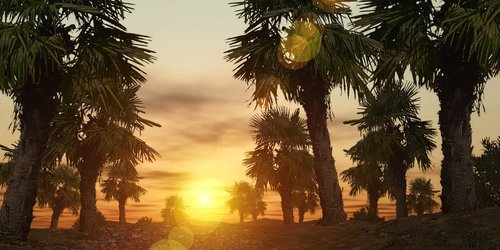 tree  palm  sun