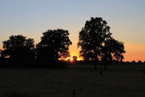 tree trees sunset