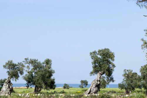 tree  nature  sky