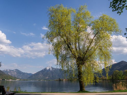 tree  lake  landscape