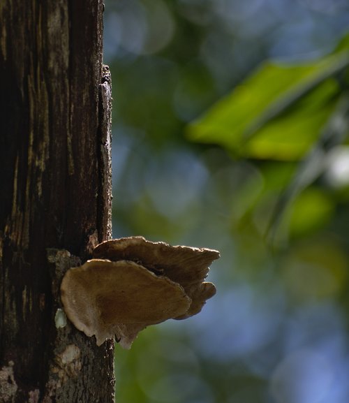 tree  wood  fungus