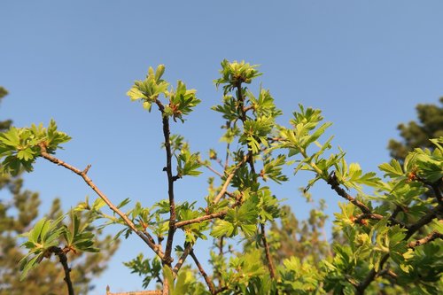 tree  nature  plant