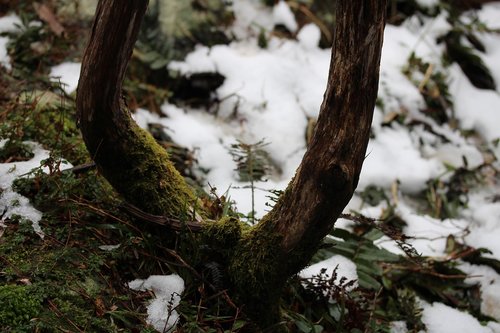 tree  wood  nature