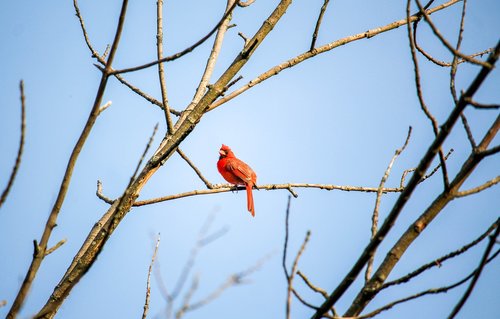 tree  bird  nature