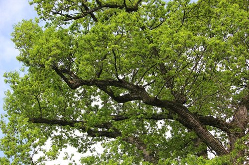 tree  leaves  nature