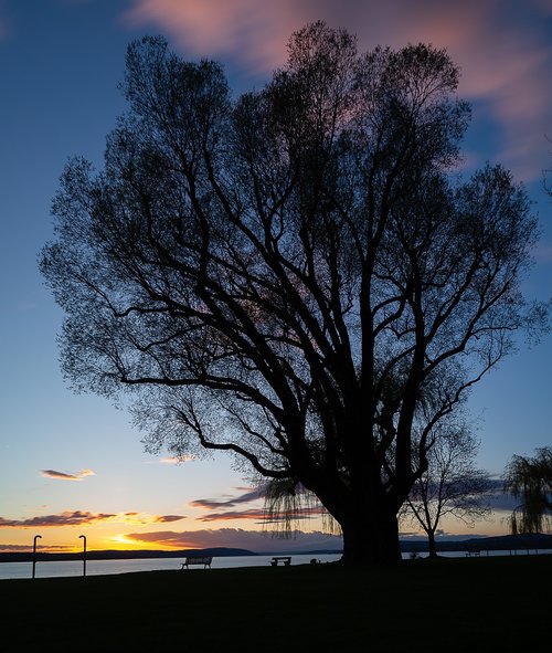 tree  landscape  nature