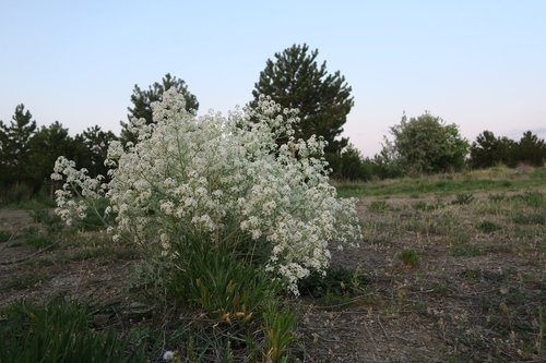 tree  nature  flower