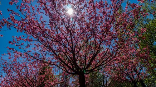 tree  season  nature