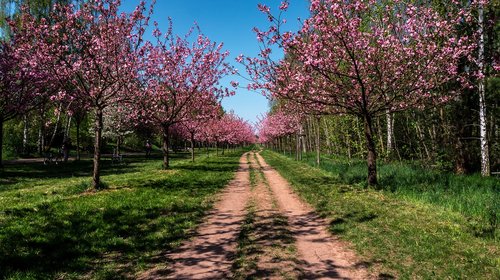 tree  season  nature