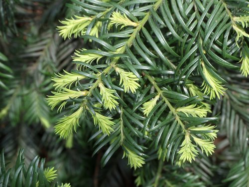 tree  evergreen  fir tree