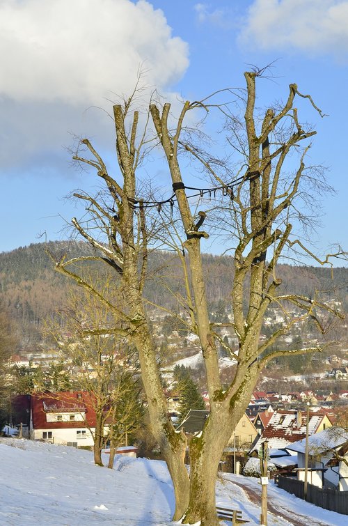 tree  nature  landscape