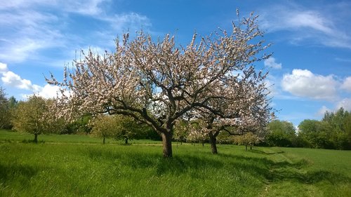 tree  landscape  nature