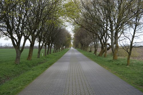tree  road  all road