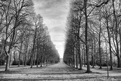 tree  landscape  wood