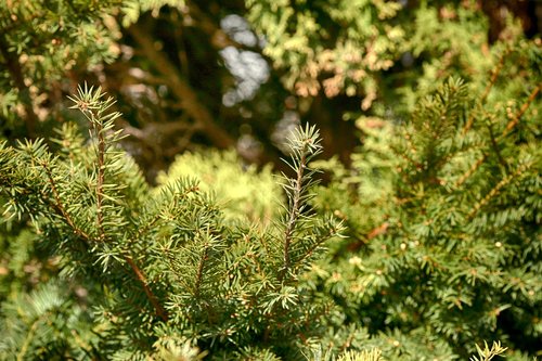 tree  needle  evergreen