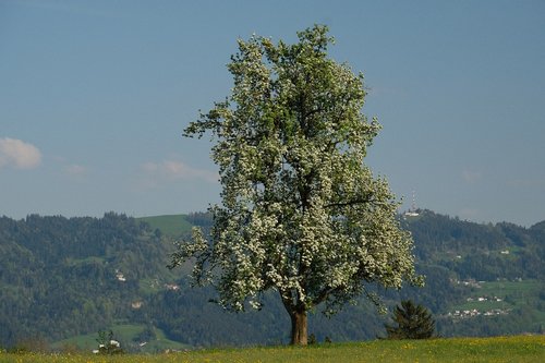 tree  landscape  nature