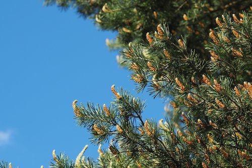 tree  pine  needle