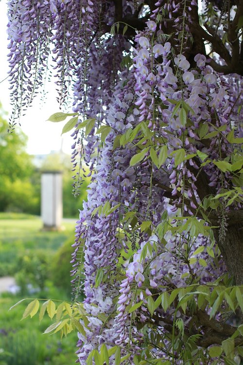 tree  nature  plant