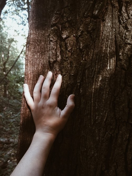 tree  wood  nature