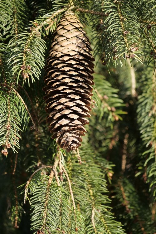 tree  nature  fir cones fir