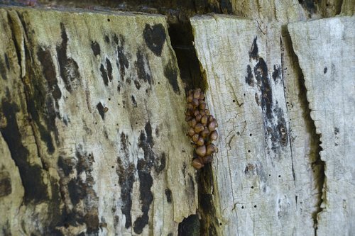 tree  mushroom  texture