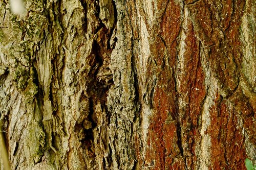 tree  wood  bark