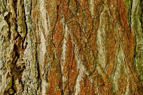 tree  bark  structure