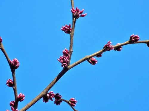 tree  plant  outdoors