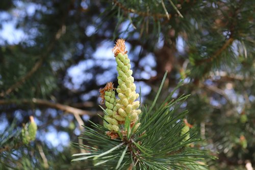 tree  needle  pine