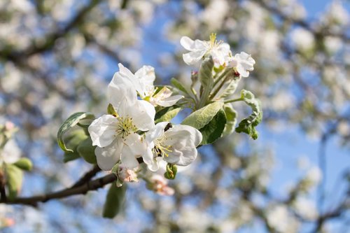 tree  flower  branch