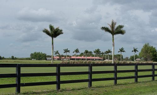 tree  fence  landscape