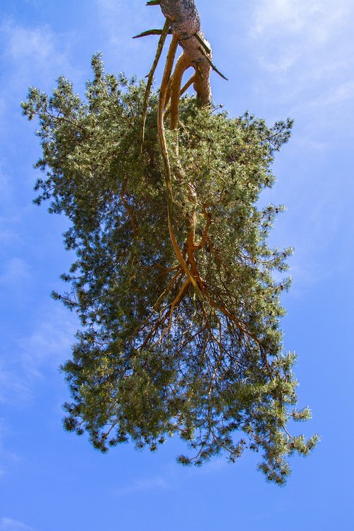 tree  pine  sky