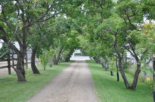 tree  nature  wood