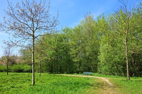 tree  path  park