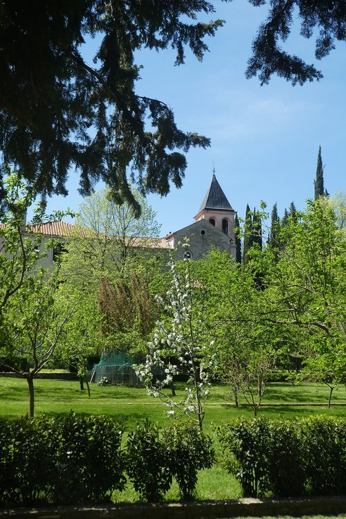 tree  nature  outdoor