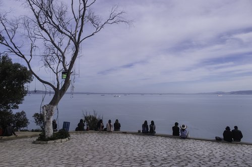 tree  body of water  landscape