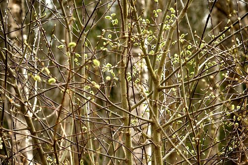 tree  nature  flora