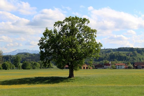 tree  landscape  nature