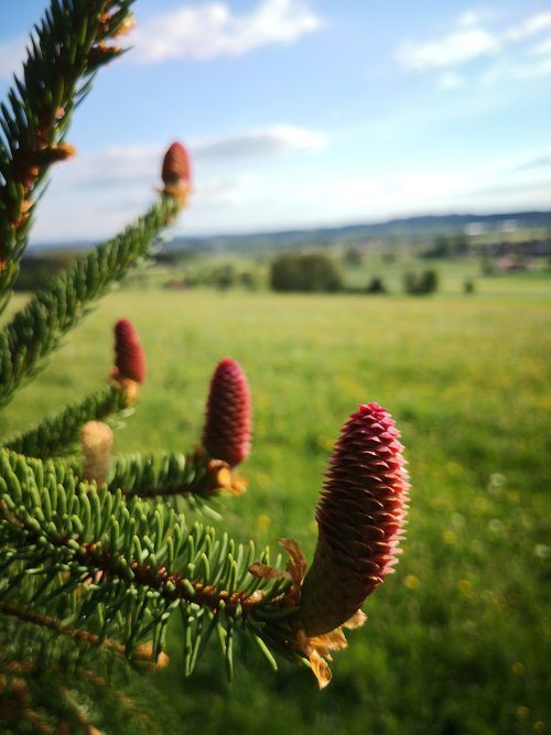 tree  nature  conifer