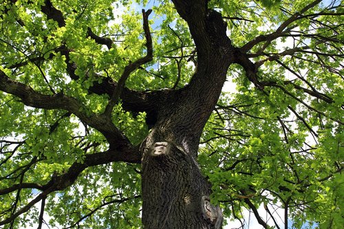 tree  nature  leaf