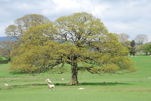 tree  landscape  nature