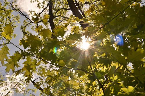 tree  leaf  nature