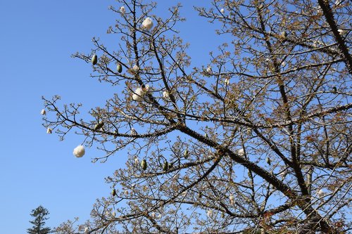 tree  branch  blue sky