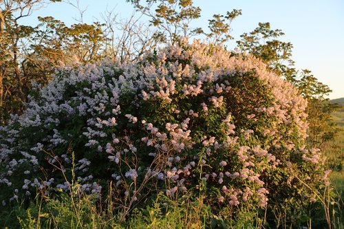 tree  flower  nature