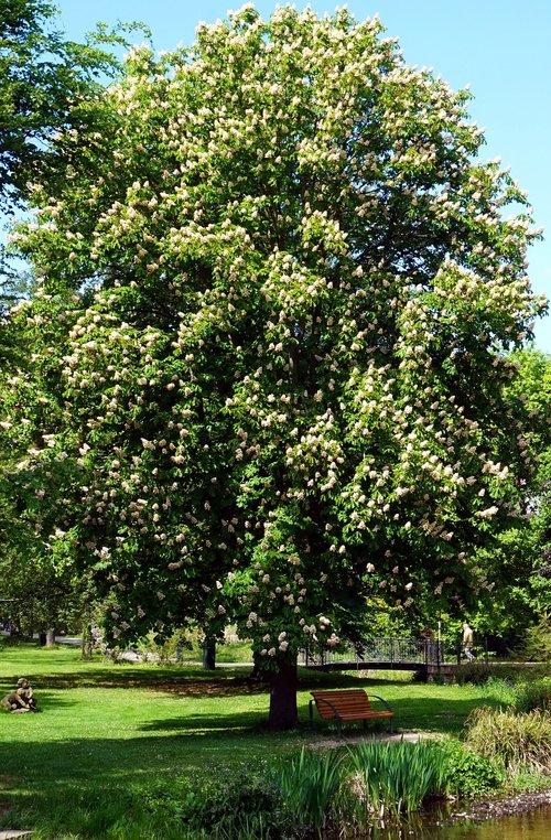 tree  nature  plant