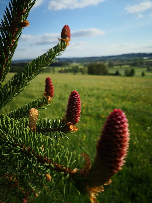 tree  conifer  nature