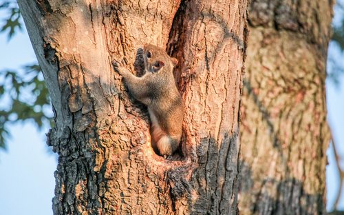 tree  wood  nature