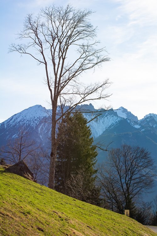 tree  nature  landscape